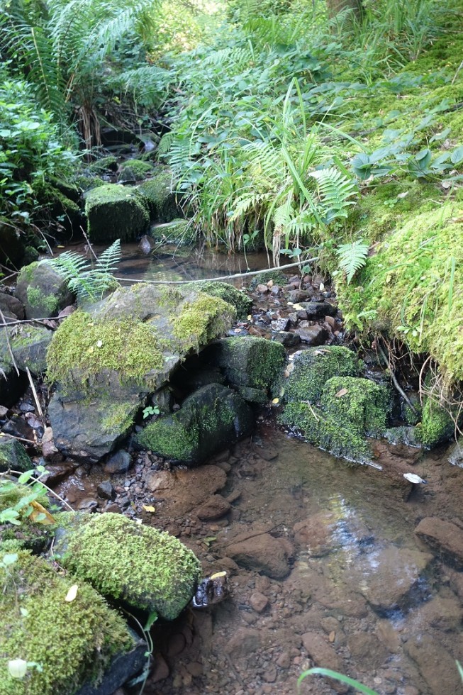 Der Lautenbach am 6. September 2021