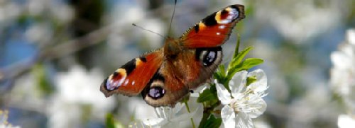 Schmetterling